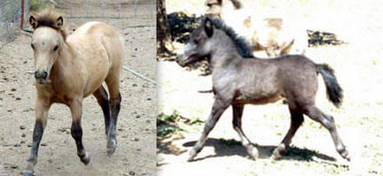 Baybee's foals